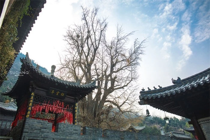 Ngôi chùa hàng nghìn năm tuổi bỗng dưng nổi tiếng chỉ vì loài cây này 9