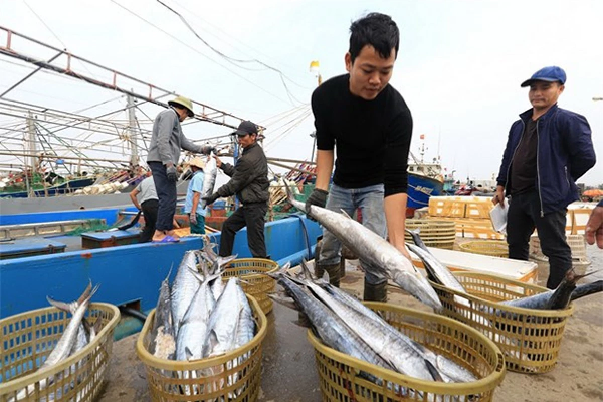 Thủ tướng đề nghịcác doanh nghiệp thủy sản chung tay kiên quyết từ chối thu mua, chế biến, xuất khẩu các sản phẩm thủy sản có nguồn gốc từ khai thác IUU.