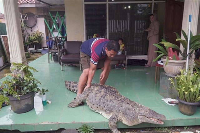 Gia đình nuôi cá sấu 200kg trong nhà làm thú cưng, chiều chuộng như con