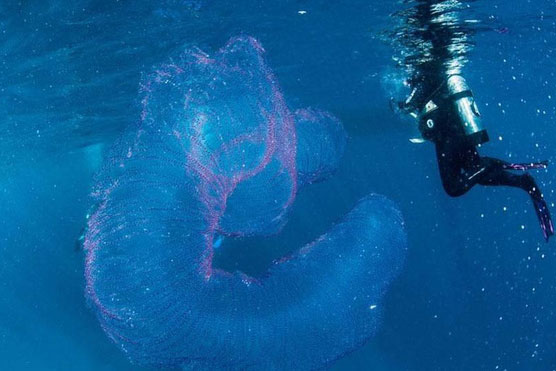 Đụng độ 'quái vật biển' to gấp đôi cá mập, thanh niên khiến người đi cùng hoảng sợ tột độ khi dám làm việc ai cũng kinh hãi!