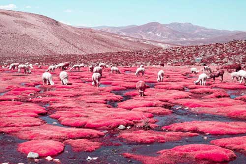 Thiên nhiên Peru và Bolivia khác lạ qua ảnh hồng ngoại