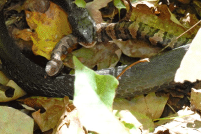 Rắn lục độc quay đầu cắn ngập răng vào kẻ đi săn không có nọc độc: Kết cục ra sao?