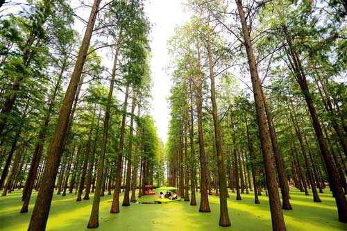 Khám phá rừng 'hóa thạch sống' ở Trung Quốc