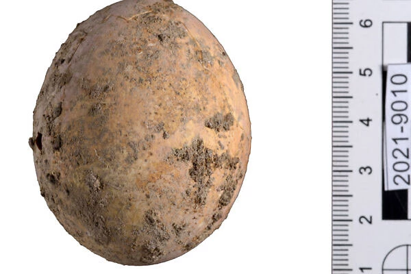 Quả trứng 1.000 năm tuổi từ cuộc khai quật ở Yavne. Ảnh: Cơ quan quản lý cổ vật Israel