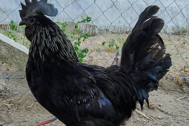 Kỳ lạ giống gà đen tuyền từ trong ra ngoài, giá thịt đắt gấp 3 lần gà thường