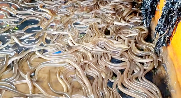 Cần Thơ: Người dân nuôi lươn, cá tra gặp khó do ảnh hưởng của dịch COVID-19