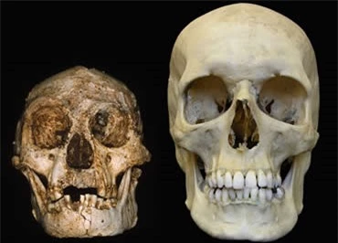 Hộp sọ của Ebu, một cá thể người Homo floresiensis được phát hiện tại Indonesia (trái) nhỏ hơn rất nhiều so với hộp sọ của con người hiện đại (phải).
