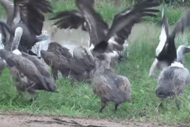 Đây là cái kết đắng dành cho kẻ dám 'làm phiền' bữa ăn của 'chúa sơn lâm'