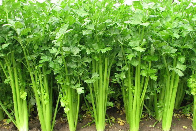 Cuộc chiến chống ung thư kỳ diệu từ loài rau quý có nhiều ở Việt Nam