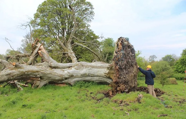 Bão lớn quật đổ cây cổ thụ để lộ bộ xương dưới gốc, sự thật khiến nhiều người choáng váng