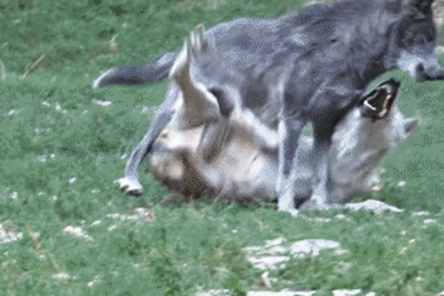 Đang tìm thức ăn thừa, chó sói Omega bị thành viên trong đàn tấn công một cách tàn nhẫn