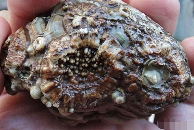 Làm sạch thứ vừa nhặt được, người đàn ông chợt lạnh sống lưng khi trông thấy hình dáng thực của nó