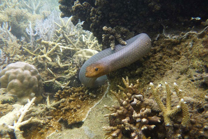 Mắt mũi kèm nhèm, rắn độc truy đuổi thợ lặn vì nhầm là bạn tình