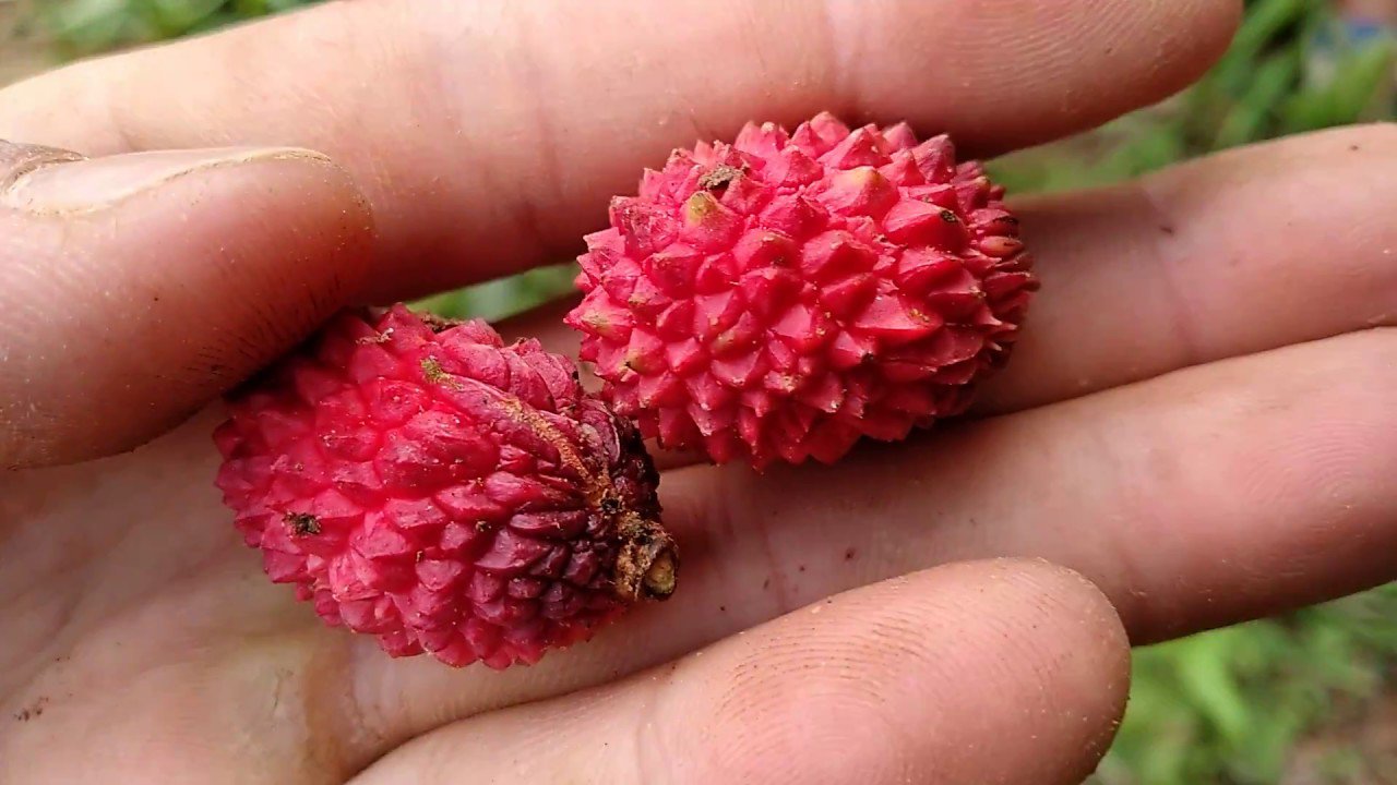 Loại quả xưa chín không ai ăn, giờ thành đặc sản "hiếm có" được người giàu tin tưởng