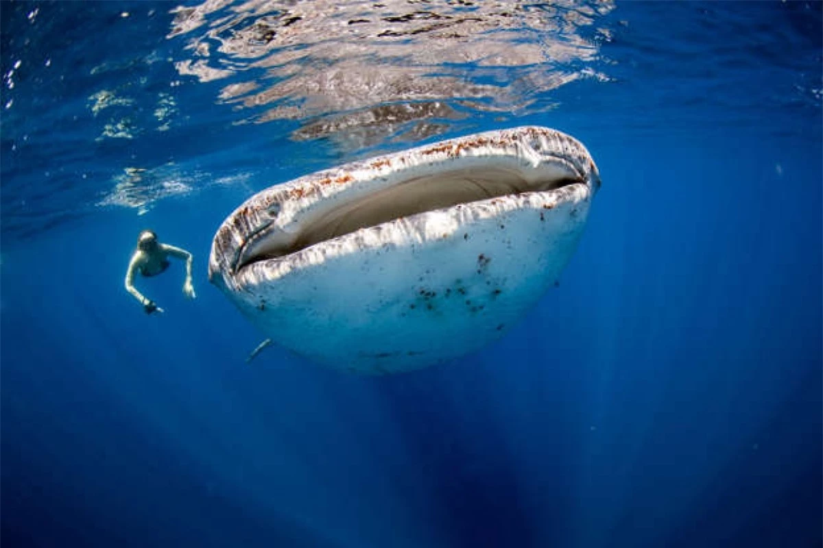 Một người phụ nữ bơi cạnh một chú cá nhám voi - loài cá lớn nhất đại dương. Mặc dù có kích cỡ khổng lồ nhưng những chú cá này thường thích ăn các sinh vật phù du.