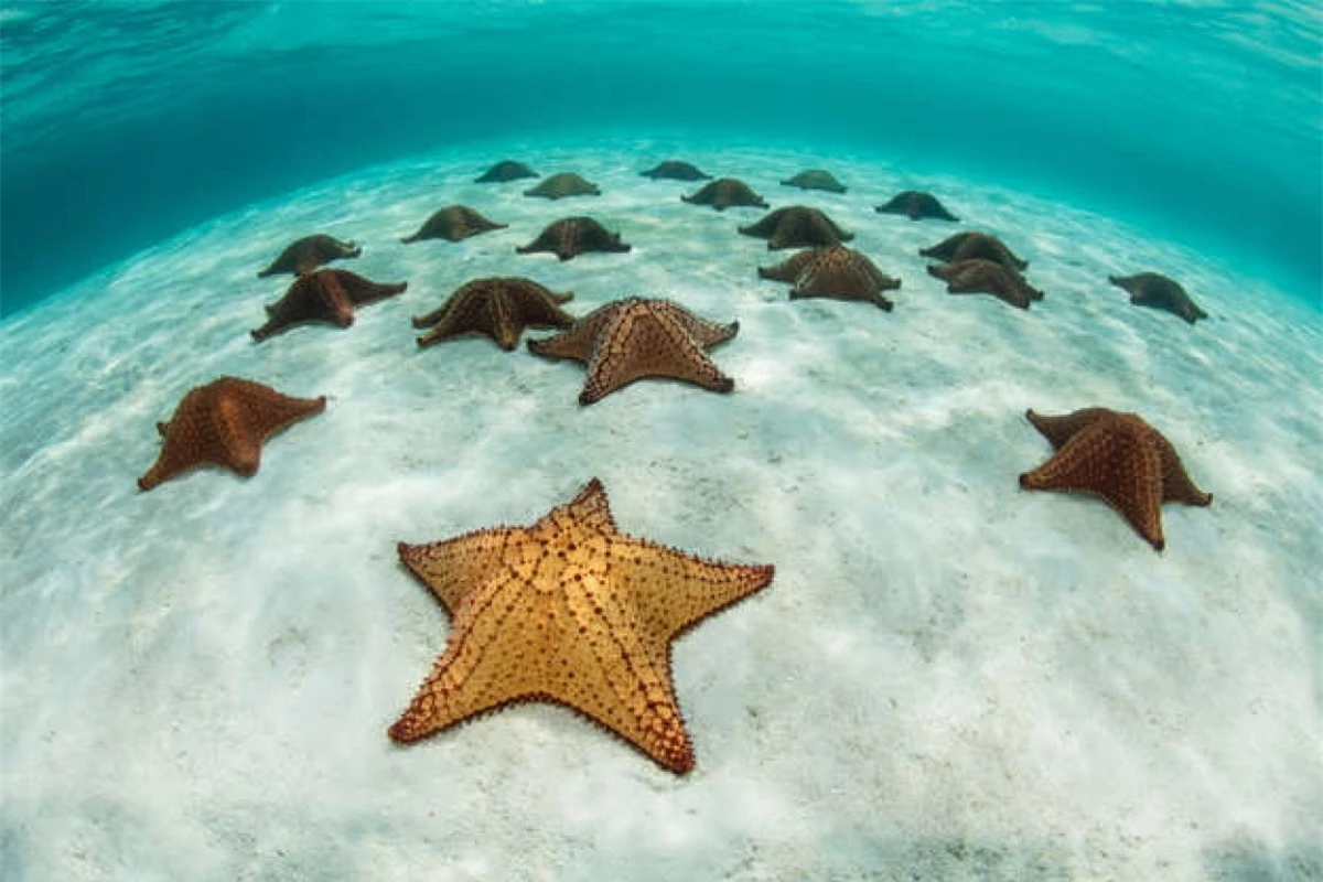 Những chú sao biển ở một vùng nước nông ngoài khơi Belize ở Biển Caribe.