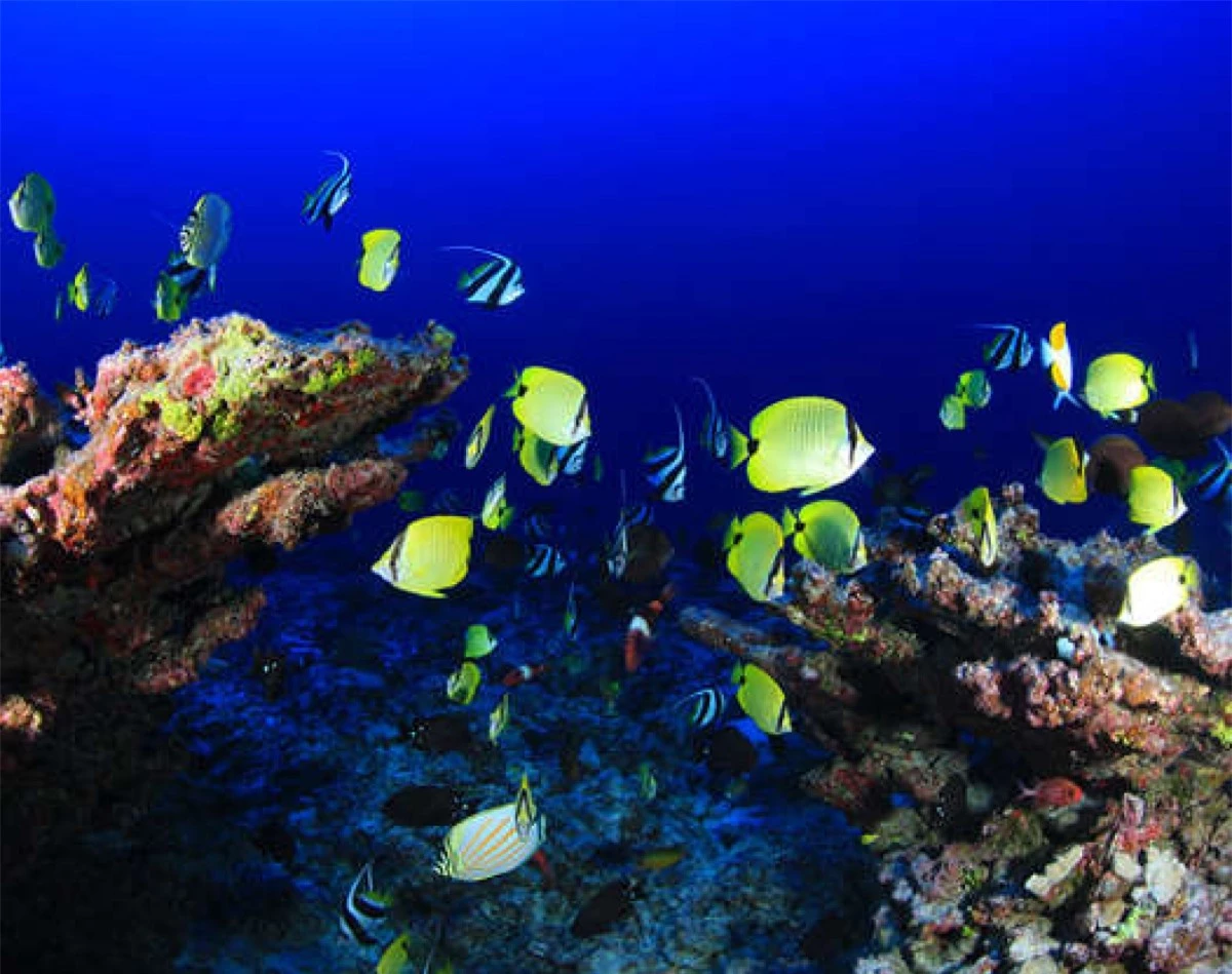 Những đàn cá rực rỡ màu sắc bơi qua Rạn san hô vòng Pearl và Hermes ở quần đảo Hawaii.
