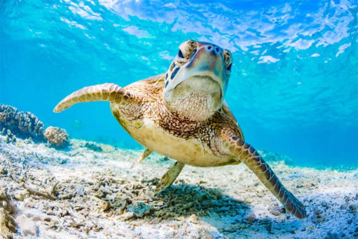 Một chú rùa xanh bơi ở Great Barrier Reef, Queensland, Australia. Loài động vật này có thể sống lâu tới 80 năm và dài 1,5 mét.