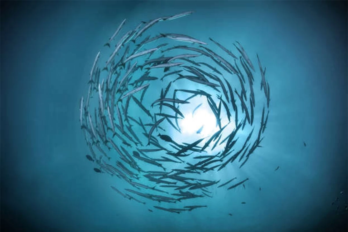 Bức ảnh ấn tượng cho thấy một đàn cá nhồng bơi theo vòng tròn. Chúng nằm trong số những loài cá nhanh nhất thế giới khi có thể bơi với vận tốc lên tới 58 km/h.