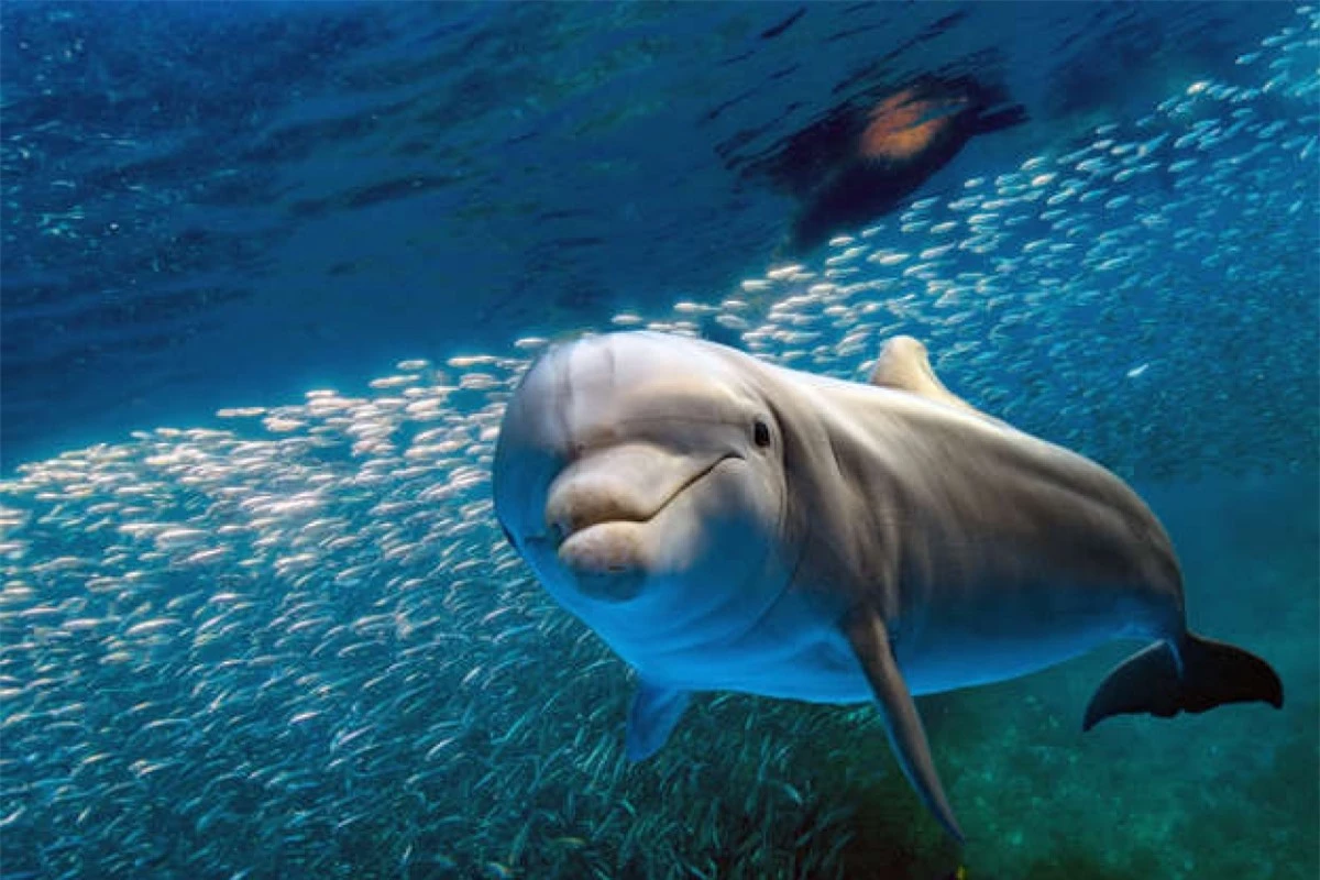 Là một trong những loài cá heo được quan sát phổ biến nhất, những chú cá heo mũi chai thu hút bởi khuôn mặt lúc nào cũng như đang mỉm cười và thói quen tò mò. Chúng có thể sống tới 60 năm và có những tiếng huýt sáo riêng để giao tiếp với những con cá heo khác.