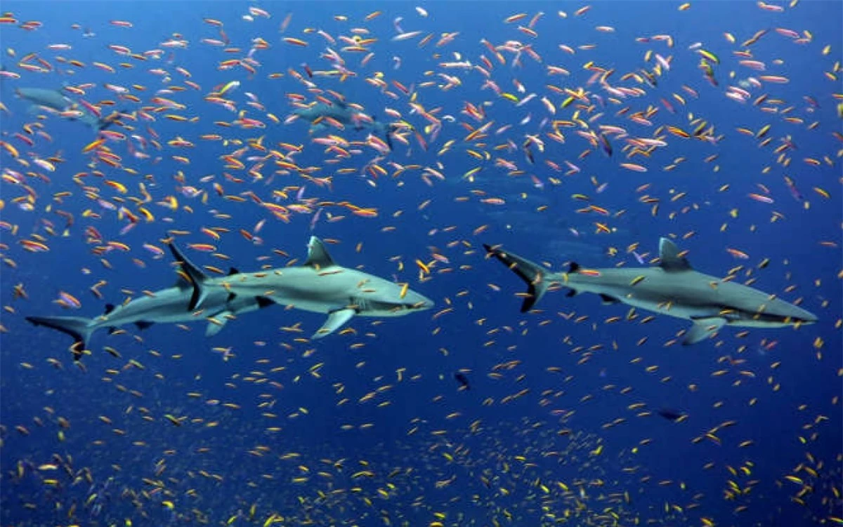 Những chú cá mập sọc trắng bơi cùng những chú cá thia hồng sặc sỡ ở Jarvis, Thái Bình Dương. Những chú cá đực của loài này có thể dài tới 1,5 mét.