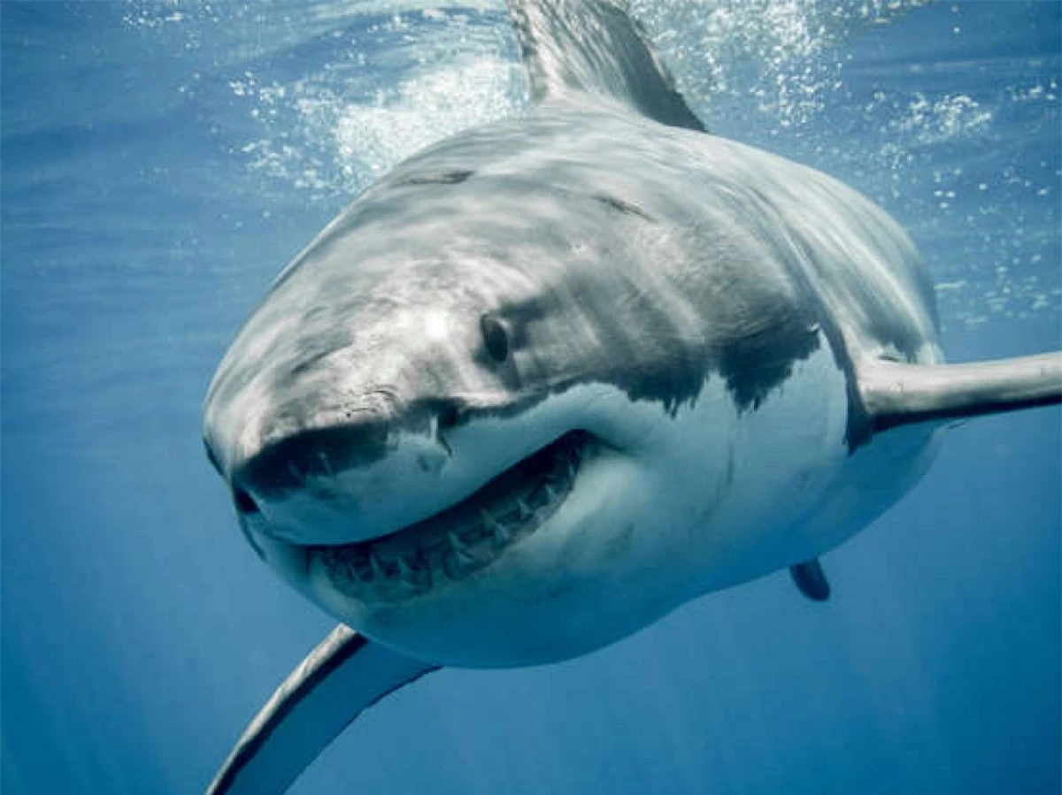 Cá mập trắng lớn bơi ở Thái Bình Dương. Loài cá này có chiều dài lên tới 6 mét. Việc cá mập trắng lớn tấn công con người rất hiếm khi xảy ra nhưng con người là mối đe dọa lớn nhất với loài cá này. Con người bắt quá nhiều cá mập trắng qua việc đánh bắt có chủ đích hoặc tình cờ bắt phải khi đánh bắt các loài cá khác. Các nhà khoa học nhìn chung đều coi cá mập trắng là loài có nguy cơ tuyệt chủng.