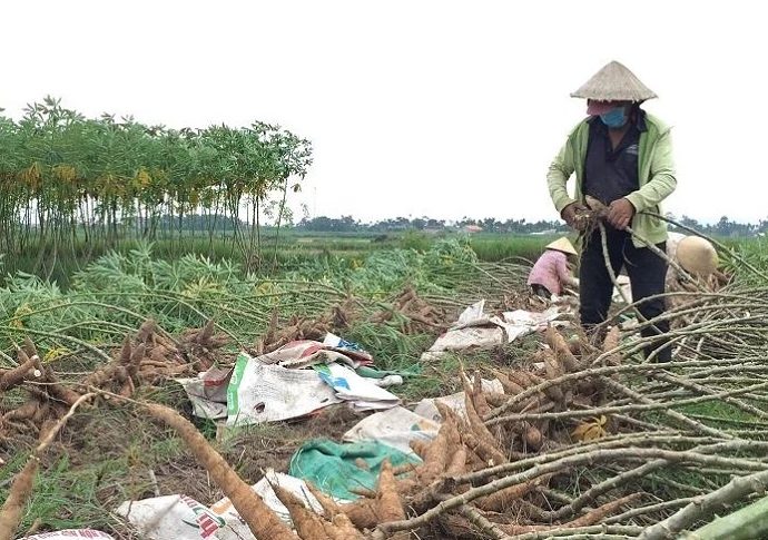 Nông dân hối hả thu hoạch mì trước khi bão đến