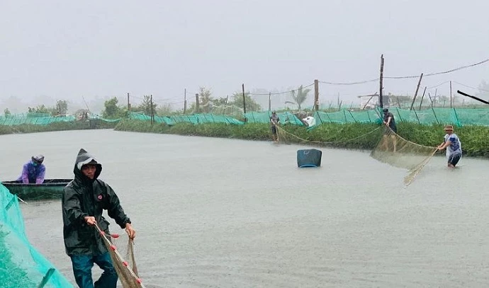 Nông dân tranh thủ thu hoạch tôm, cá chạy tại xã Tịnh Hòa (TP.Quảng Ngãi) trước khi bão số 5 vào