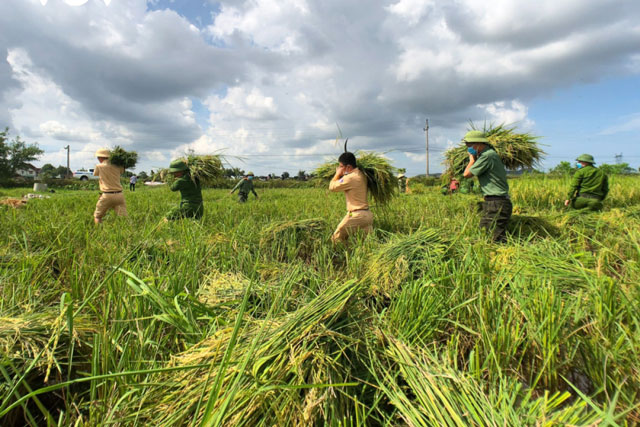 Hình ảnh công an xuống đồng giúp dân gặt lúa chạy bão
