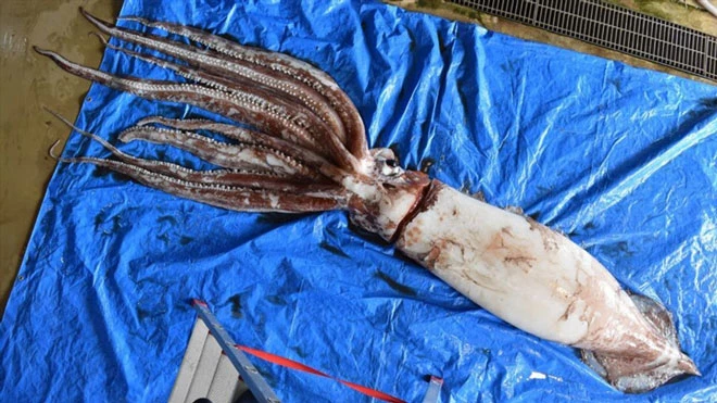 Con mực bị mắc vào lưới của một ngư dân ở Kyoto. (Ảnh: Thủy cung Miyazu)