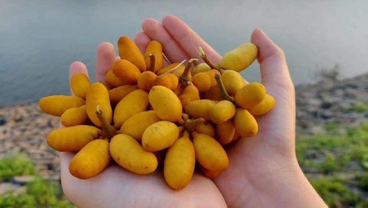 Loại cây dại trên rừng không ngờ lại cho hoa thơm lừng, quả rất ngọt lại tốt cho sức khỏe