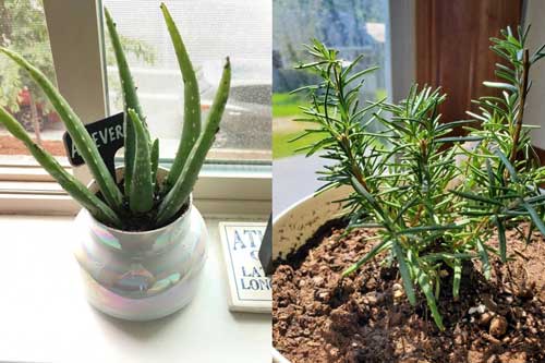 Những loại cây có đặc tính chữa bệnh nên trồng trong nhà