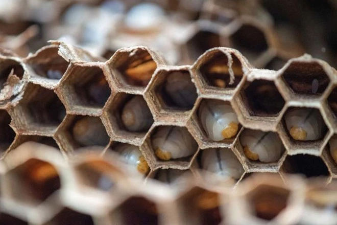 1.500 ấu trùng ong được phát hiện trong tổ ong mới được phát hiện. Ảnh: WSDA.