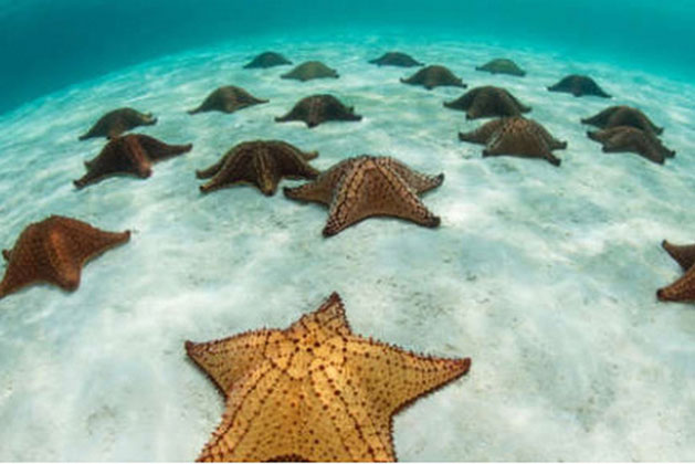 Những khoảnh khắc ấn tượng cho thấy thế giới đại dương đầy thú vị