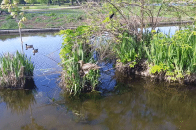 Diều hâu 'ôm' gọn vịt trời, kẻ thứ 3 bỗng xuất hiện phá quấy - Kết cục gây bất ngờ!