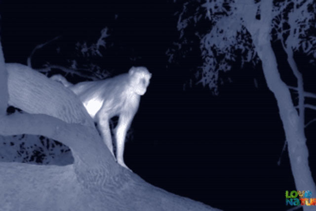 Bầy khỉ đầu chó đang ngủ ngon trên cây thì bất ngờ bị tập kích, 1 con bỏ mạng ngay sau đó