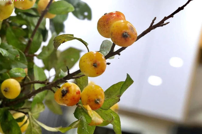 Táo mèo cành sai trĩu quả được hội chị em Hà Thành nô nức mua về cắm bình vừa ngắm vừa ăn, tiểu thương "cháy hàng" không có bán