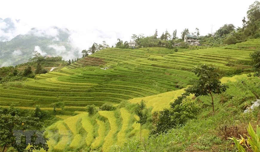 Thị trấn Mường Khương ( Lào Cai) vào giữa tháng 8 như được nhuộm vàng bởi những cánh đồng lúa chín chuẩn bị vào vụ thu hoạch. (Ảnh: Quốc Khánh/TTXVN)