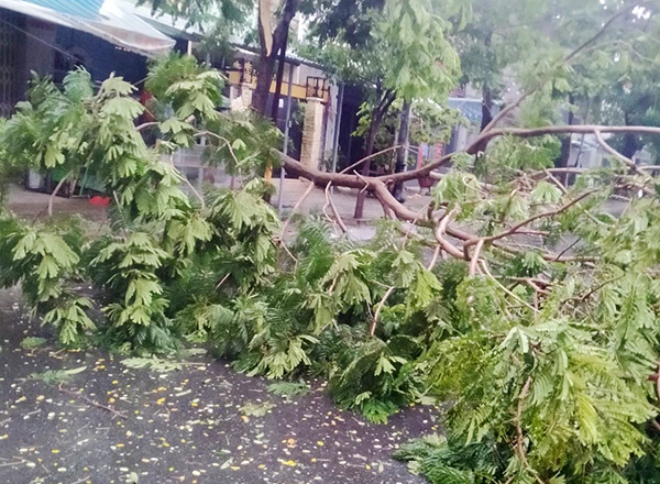 Cây xanh gãy đổ trên đường Hồ Quý Ly (quận Thanh Khê, Đà Nẵng) ngày 11/9