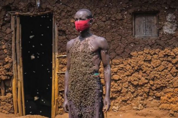 Người đàn ông tự xưng là Vua ong: điều khiển được ong như Tiểu long nữ, cả đời chưa bao giờ bị ong đốt