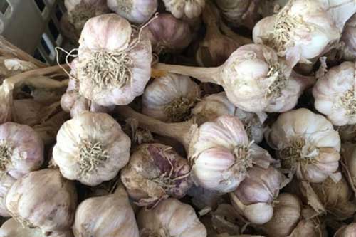 Những lợi ích sức khỏe kỳ diệu của tỏi đã được khoa học chứng minh