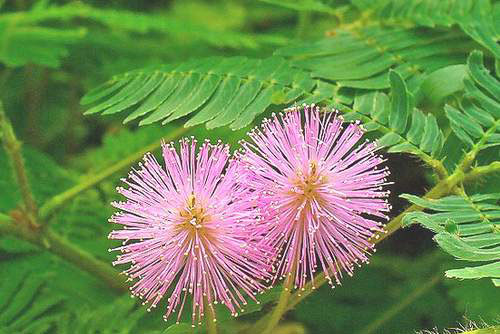 Điểm tên 5 bài thuốc chữa đau viêm khớp trong "nháy mắt"