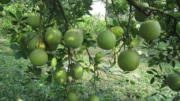Nhiều loại trái cây ở miền Nam đến vụ thu hoạch nhưng chưa tiêu thụ được. Ảnh minh họa: Internet
