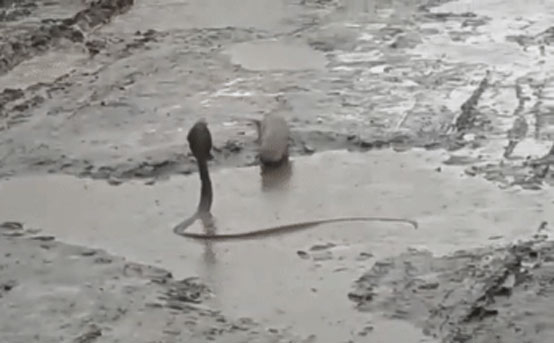 Cầy Mangut quần chiến kịch tính với hổ mang dưới vũng bùn, kết cục sẽ ra sao?