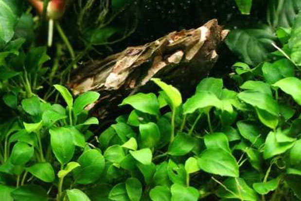 Kh&#xE1;m ph&#xE1; c&#xF4;ng d&#x1EE5;ng ch&#x1EEF;a s&#x1ECF;i th&#x1EAD;n &#x27;vi di&#x1EC7;u&#x27; c&#x1EE7;a l&#xE1; tr&#x1EA7;u b&#xE0;