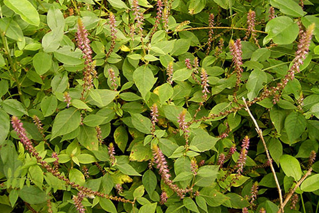 'Tiễn biệt' sỏi thận trong nháy mắt bằng cây cỏ xước