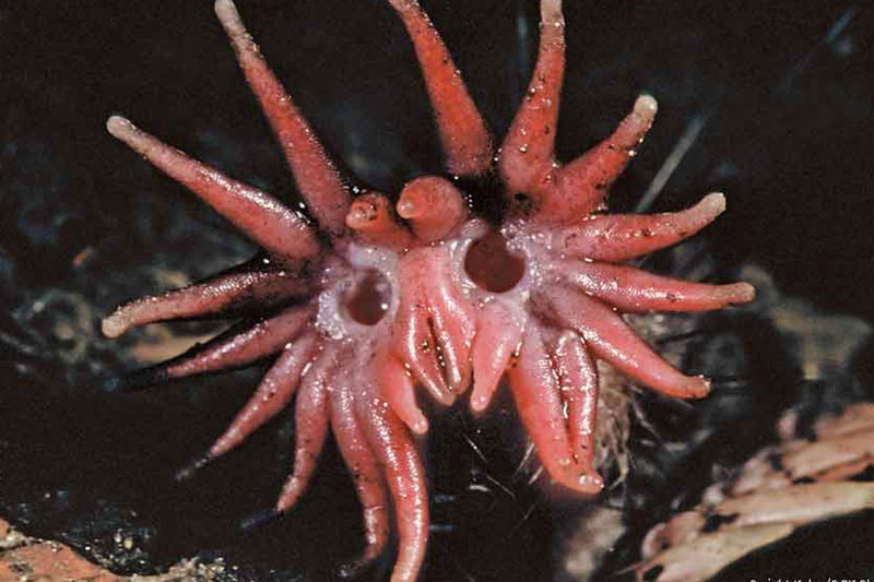 Đưa tay hái “bông hoa” từ đám lá khô, người đàn ông giật mình thét lên: Nó cử động kìa!