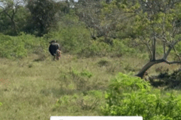 Báo hoa mai rình rập vồ lấy nghé con lúc trâu mẹ quay đi - Cái kết bất ngờ