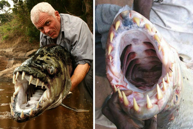 Cá hổ Goliath có thể dài tới 2m, nặng 70kg và thậm chí không sợ cá sấu