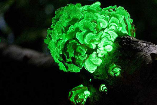 Đây là những sinh vật có thể tự phát quang mà ai cũng nghĩ rằng chúng không có thật!